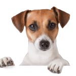 dog png